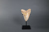 Beautiful Megalodon Shark Tooth - 5.85"