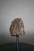 Oriented Chondrite Meteorite - 1.7kg