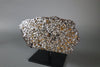 Brahin Pallasite - 509 grams