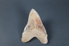 Beautiful Megalodon Shark Tooth - 5.85"