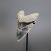 Megalodon Shark Tooth - 5.7"