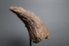 Tyrannosaurus rex Hand Claw, Lance Formation - 6.05 in.