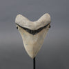 Megalodon Shark Tooth - 6.02"