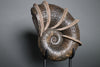 Large Bladed Ammonite, Lytoceras cornicupae