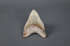 Serrated Megalodon Shark Tooth - 5.7"