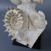 Ammonite Association (3 species), France - 8.5"