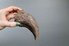 Tyrannosaurus rex Hand Claw, Lance Formation - 6.05 in.