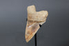 Megalodon Shark Tooth - 5.3"