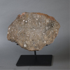 Massive Moon Rock - Oued El Hamim - 884 gram slice