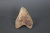 Megalodon Shark Tooth - 5.8"