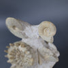 Ammonite Association (3 species), France - 8.5"