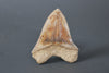 Megalodon Shark Tooth - 5.3"