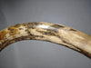 Woolly Mammoth Tusk - 67"