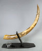 39" Woolly Mammoth Tusk