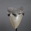 American Megalodon Shark Tooth - 5.82"