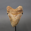 Megalodon Shark Tooth - 5.80"