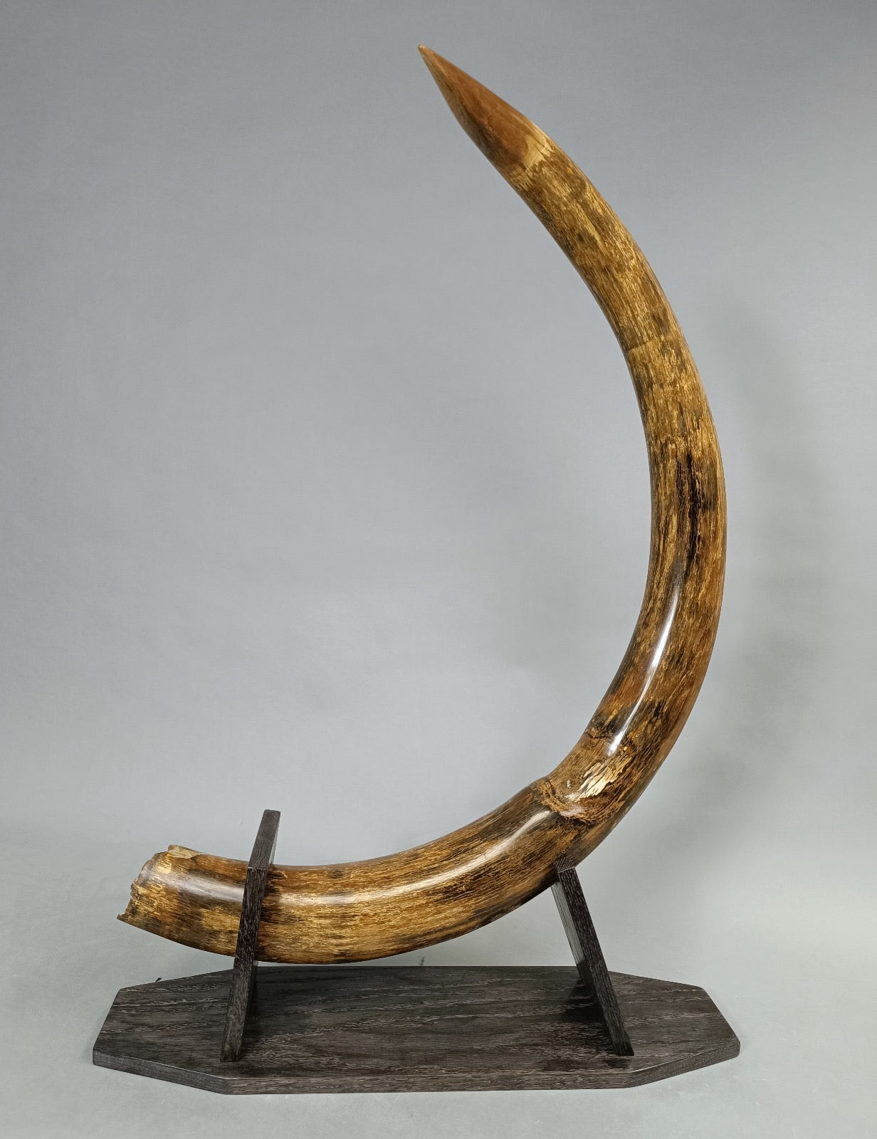 Mammoth Tusks for Sale – Fossil Realm