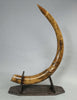 Rare Dwarf Mammoth Tusk Pair