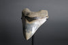 Megalodon Shark Tooth - 5.60"