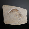 Fossil Shrimp from Solnhofen, Germany