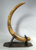 Rare Dwarf Mammoth Tusk Pair