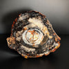 Petrified Wood - Auracarioxylon