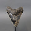 Megalodon Shark Tooth - 5.75"