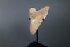 Beautiful Megalodon Shark Tooth - 5.85"