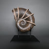 Large Bladed Ammonite, Lytoceras cornicupae