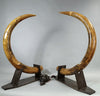 Rare Dwarf Mammoth Tusk Pair