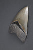 American Megalodon Shark Tooth - 5.82"