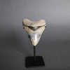 Megalodon Shark Tooth - 5.60"