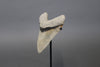 Megalodon Shark Tooth - 6.0"