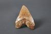 Beautiful Megalodon Shark Tooth - 5.9"