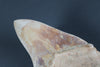 Beautiful Megalodon Shark Tooth - 5.85"