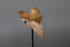 Beautiful Megalodon Shark Tooth - 5.9"