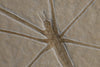 Fossil Water Strider from Solnhofen, Germany