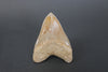 Serrated Megalodon Shark Tooth - 5.8"