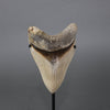 Serrated Megalodon Shark Tooth - 5.7"