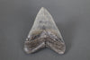 Impressive Megalodon Shark Tooth - 6"