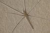 Fossil Water Strider from Solnhofen, Germany