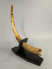 28" Woolly Mammoth Tusk