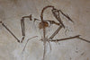 Pterosaur Skeleton, Solnhofen Limestone