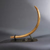 Woolly Mammoth Tusk - 69.5"