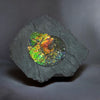 Iridescent Ammonite in Matrix, 11.25"