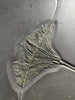 Jurassic Crinoid - 56.3"