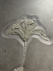 Jurassic Crinoid - 56.3"