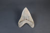 Megalodon Shark Tooth - 6.0"