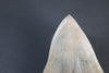 Megalodon Shark Tooth - 6.0"