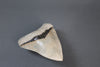 Megalodon Shark Tooth - 6.0"